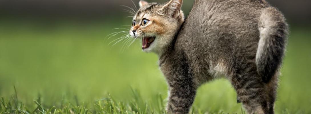 Як кішки попереджають про біду: знаки та сигнали, які не можна ігнорувати