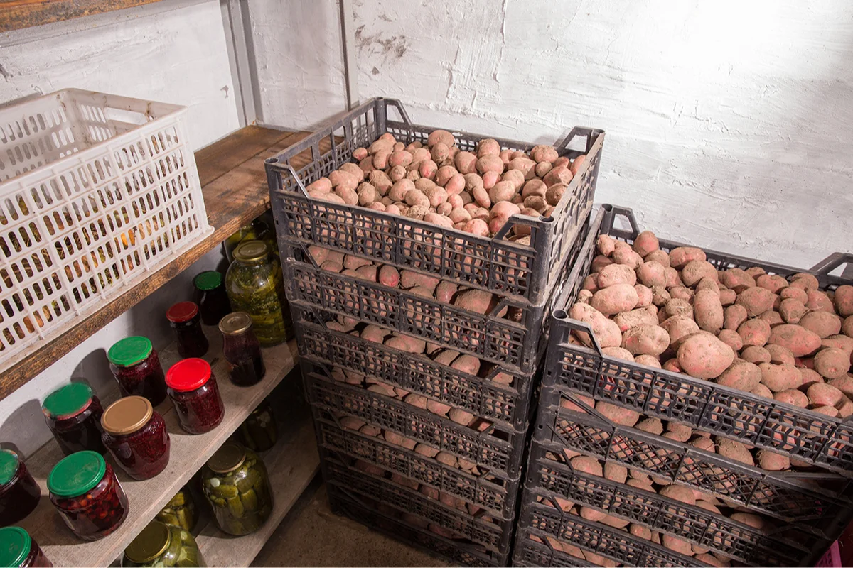 Як правильно зберігати картоплю до літа, щоб вона не проростала і не гнила