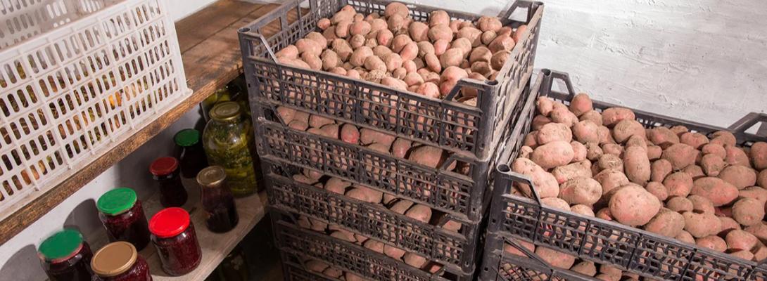 Як правильно зберігати картоплю до літа, щоб вона не проростала і не гнила