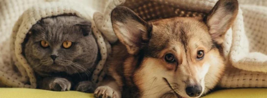 Тварини відчувають небезпеку: як поведінка котів і собак може попередити про обстріли