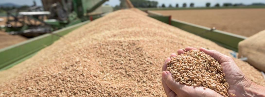 Україна без ГМО: які нові заборони та правила запрацюють для аграріїв у 2026 році