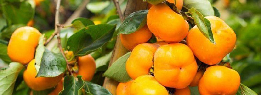 Секрети східного фрукта: дієтологи розповіли про неймовірні властивості хурми