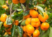 Секрети східного фрукта: дієтологи розповіли про неймовірні властивості хурми