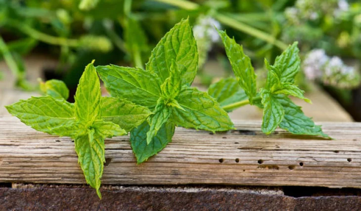 Лікарі поділилися унікальними властивостями м'яти та її впливом на здоров'я