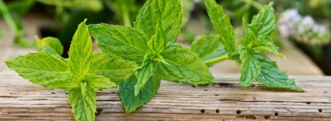 Лікарі поділилися унікальними властивостями м'яти та її впливом на здоров'я