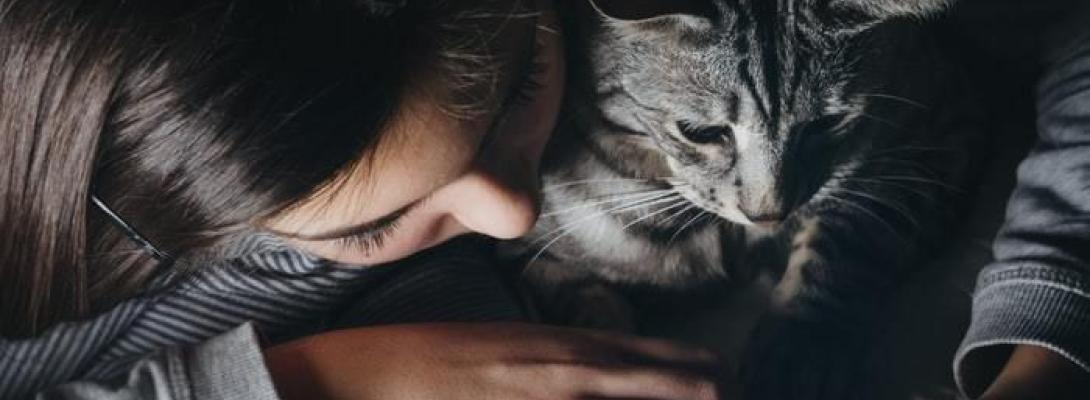 Як зрозуміти, що кіт любить свого господаря: 6 ознак на які варто звернути увагу