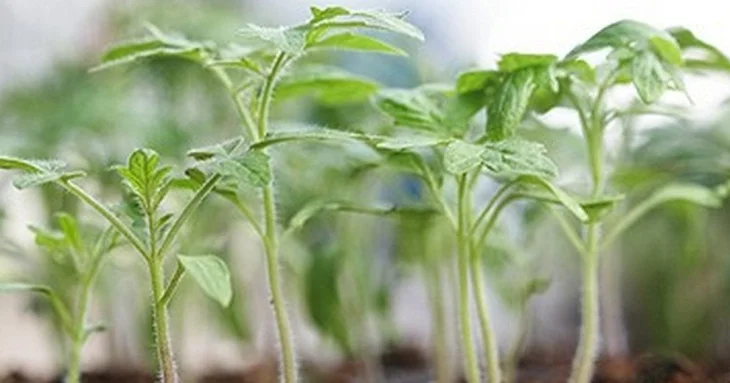 Як виростити розсаду помідорів без додаткового підживлення та отримати рясний урожай