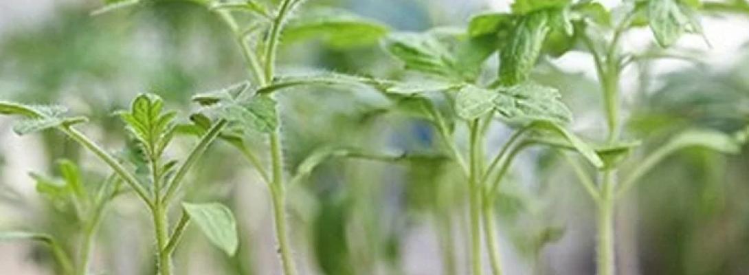 Як виростити розсаду помідорів без додаткового підживлення та отримати рясний урожай