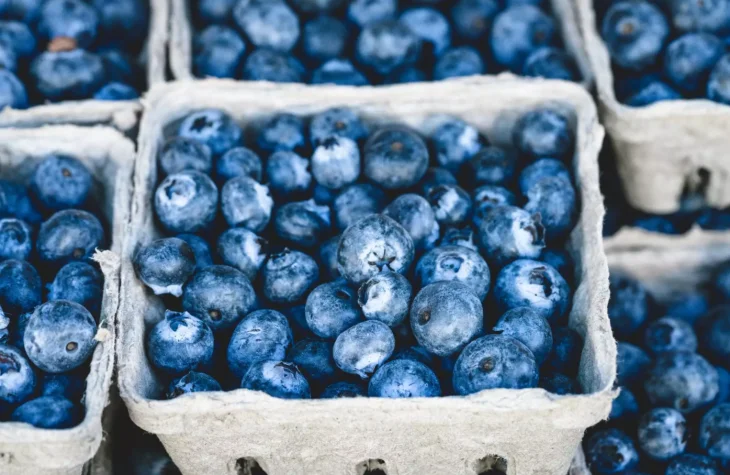 Чорниця виявилася ще кориснішою, ніж вважалося: медики відкрили її несподівані переваги