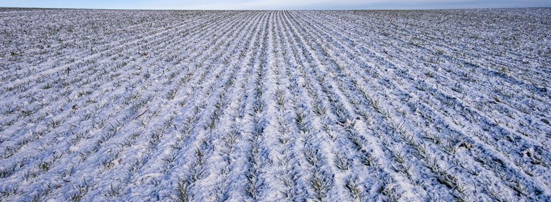 Промерзлий ґрунт і лід на полях: врожай яких озимих потрапив під удар негоди в Україні