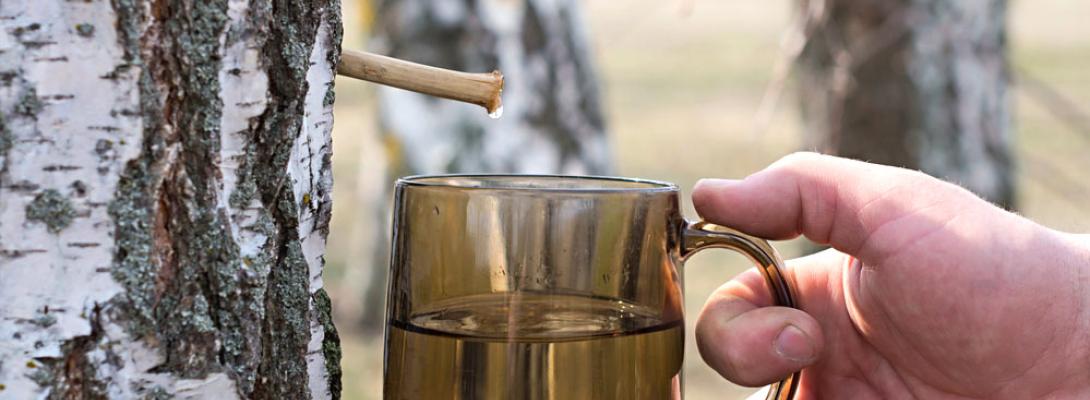 Чому варто пити березовий сік навесні: експерти назвали його головні переваги