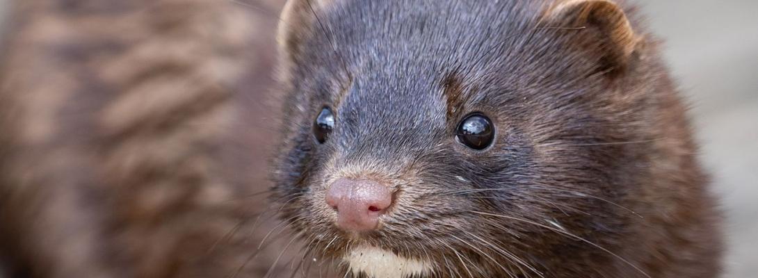 Рідкісний гість в Одеській області: у нацпарку виявили сліди тварини з Червоної книги