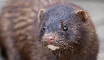 Рідкісний гість в Одеській області: у нацпарку виявили сліди тварини з Червоної книги