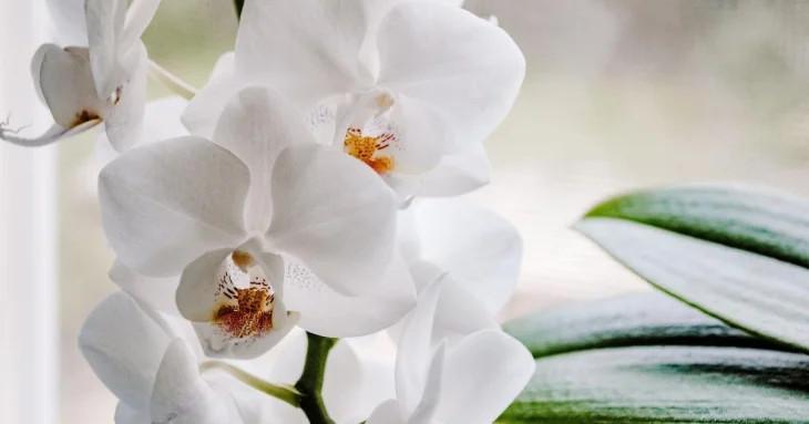 Три кімнатні рослини, які не лише прикрасять ваш інтер’єр, а й допоможуть покращити сон 