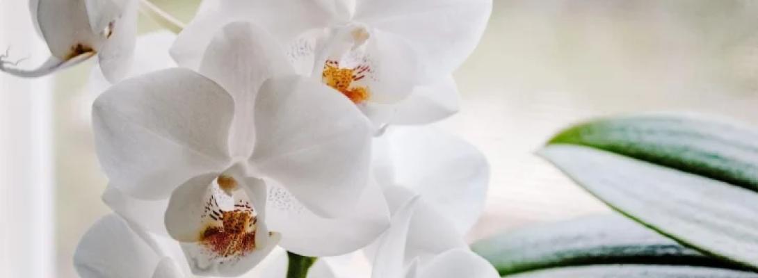 Три кімнатні рослини, які не лише прикрасять ваш інтер’єр, а й допоможуть покращити сон 