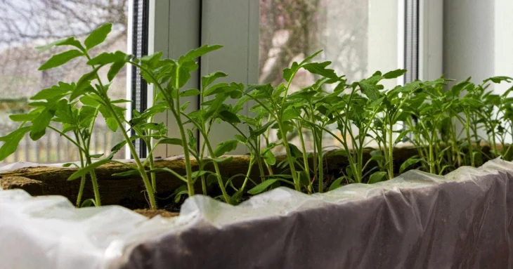 Весняна розсада: які овочі та квіти висівати в березні для щедрого врожаю