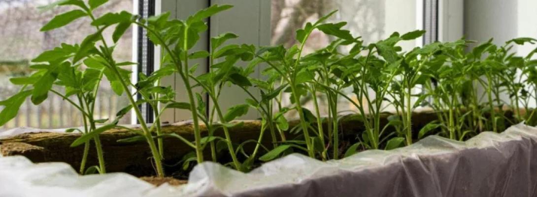 Весняна розсада: які овочі та квіти висівати в березні для щедрого врожаю