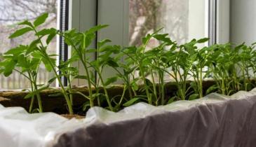 Весняна розсада: які овочі та квіти висівати в березні для щедрого врожаю