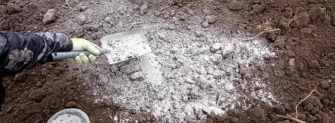 Навіщо у березні розсипати попіл по саду: несподівані переваги для ґрунту