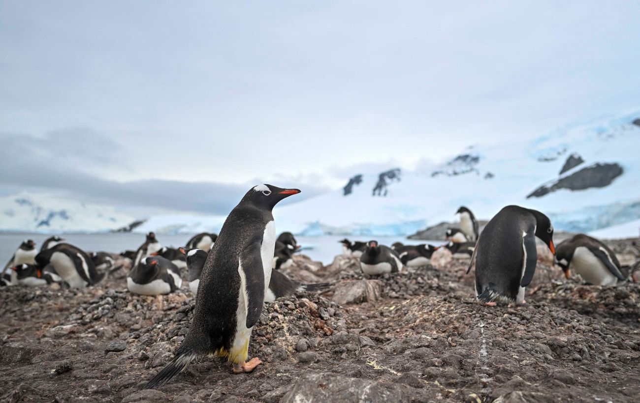 Непроста математика: як українські полярники рахують тисячі пінгвінів в Антарктиці