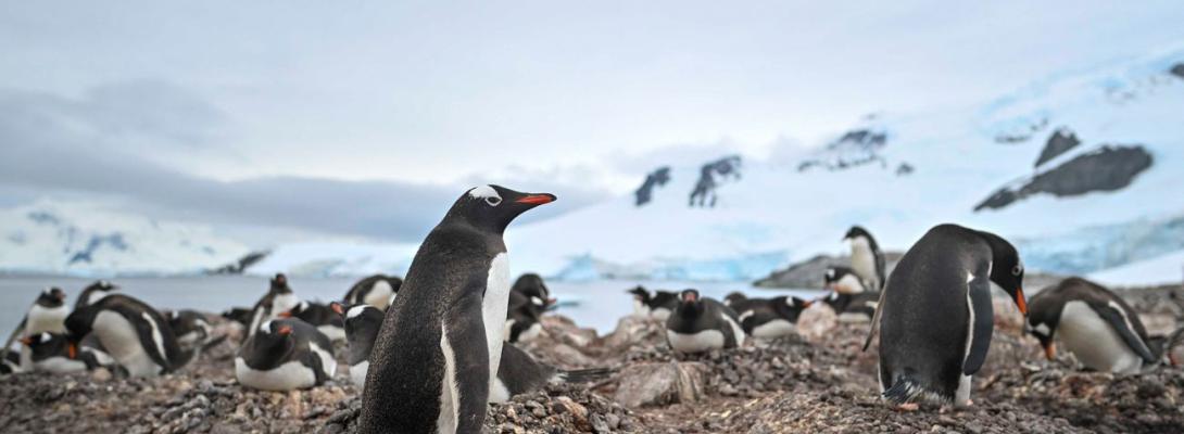 Непроста математика: як українські полярники рахують тисячі пінгвінів в Антарктиці