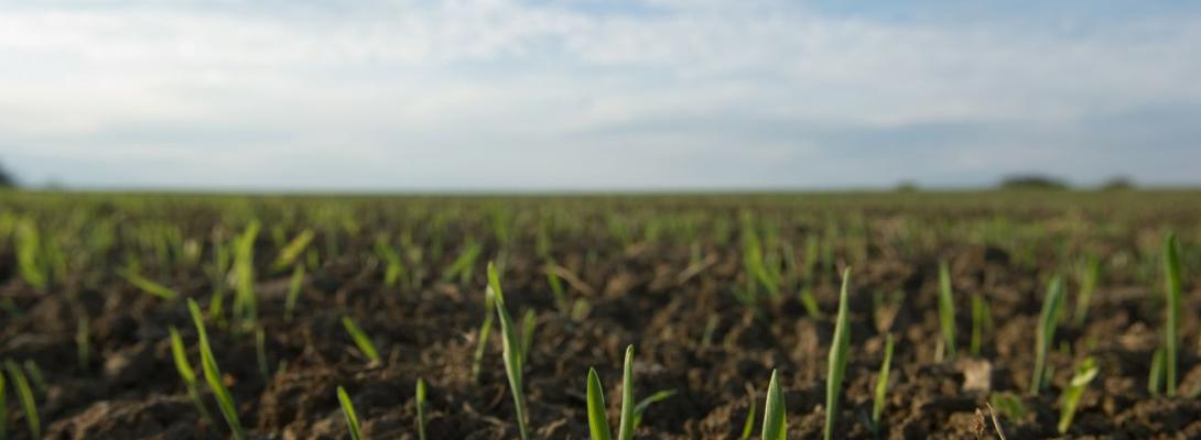 Весна випереджає графік: де в Україні вже "прокинулись" озимі та в якому вони стані