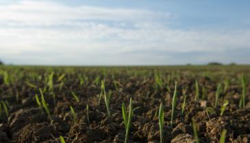 Весна випереджає графік: де в Україні вже "прокинулись" озимі та в якому вони стані