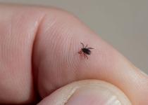 Сезон кліщів розпочався: що потрібно знати про місця укусу та способи захисту