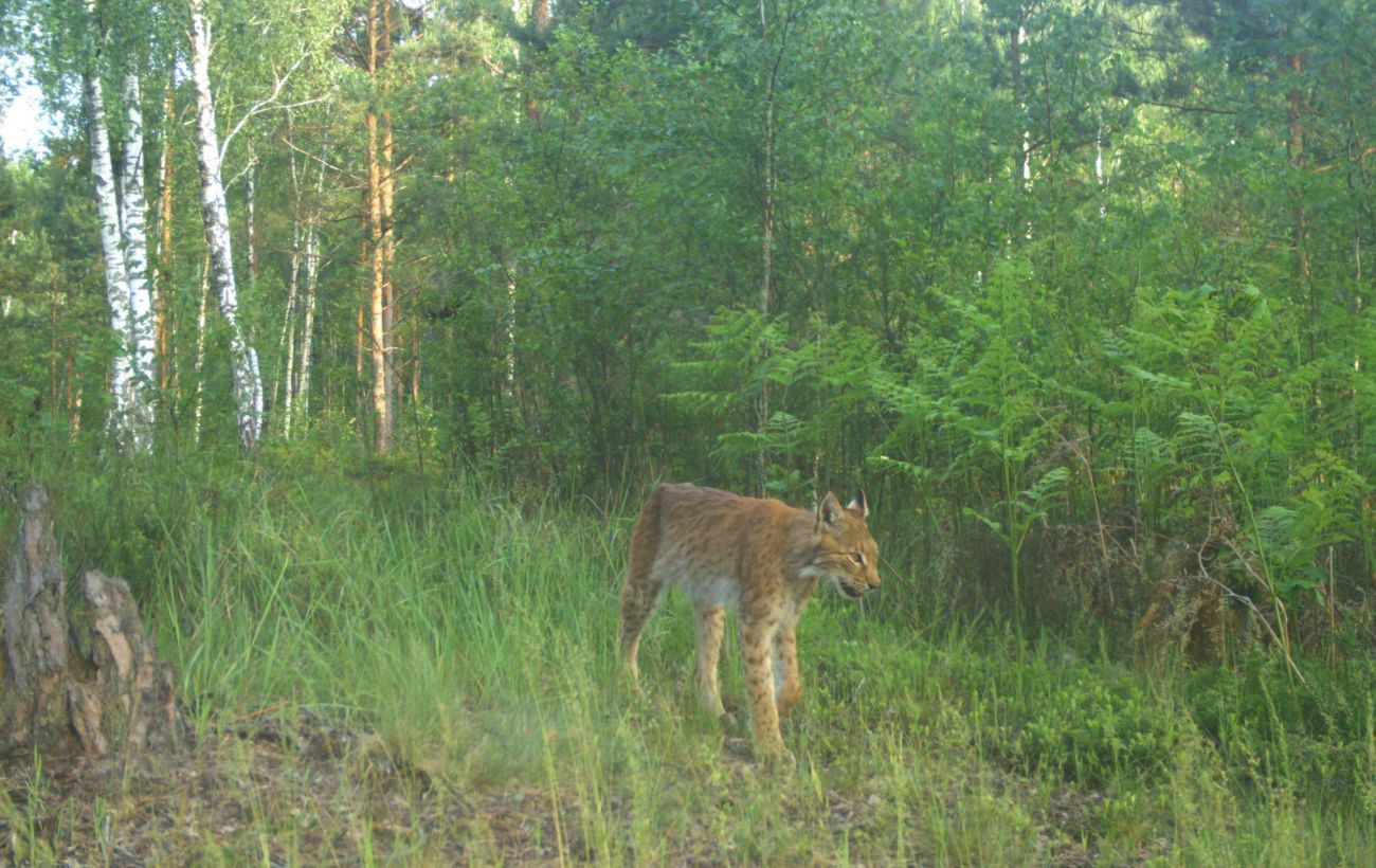 Його майже неможливо помітити: як поводитися, якщо зустріли рись у Карпатах