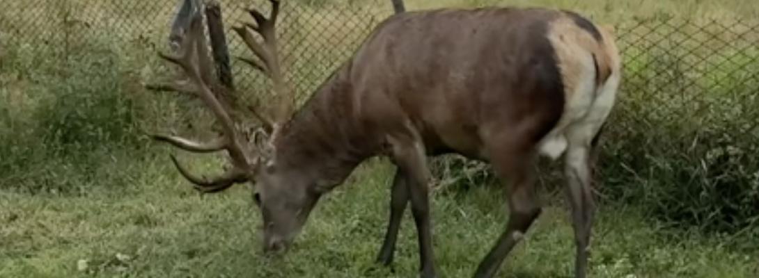 У Рівненській області відомого оленя Бориса збила машина: що встановила поліція