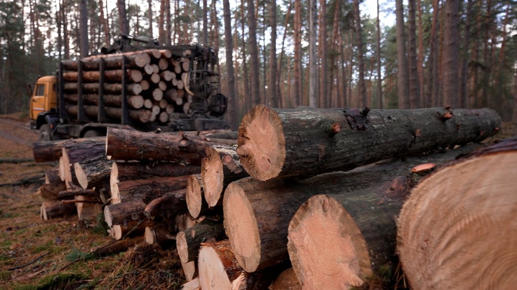 Лісова мафія на державній службі: на Харківщині викрили масштабну корупційну схему