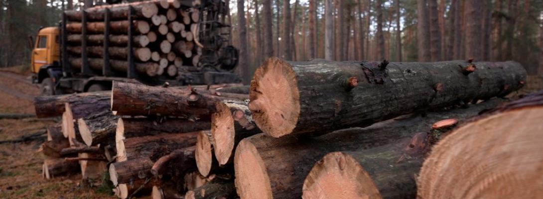 Лісова мафія на державній службі: на Харківщині викрили масштабну корупційну схему