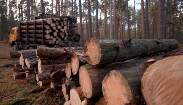 Лісова мафія на державній службі: на Харківщині викрили масштабну корупційну схему