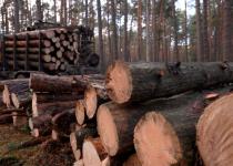 Лісова мафія на державній службі: на Харківщині викрили масштабну корупційну схему
