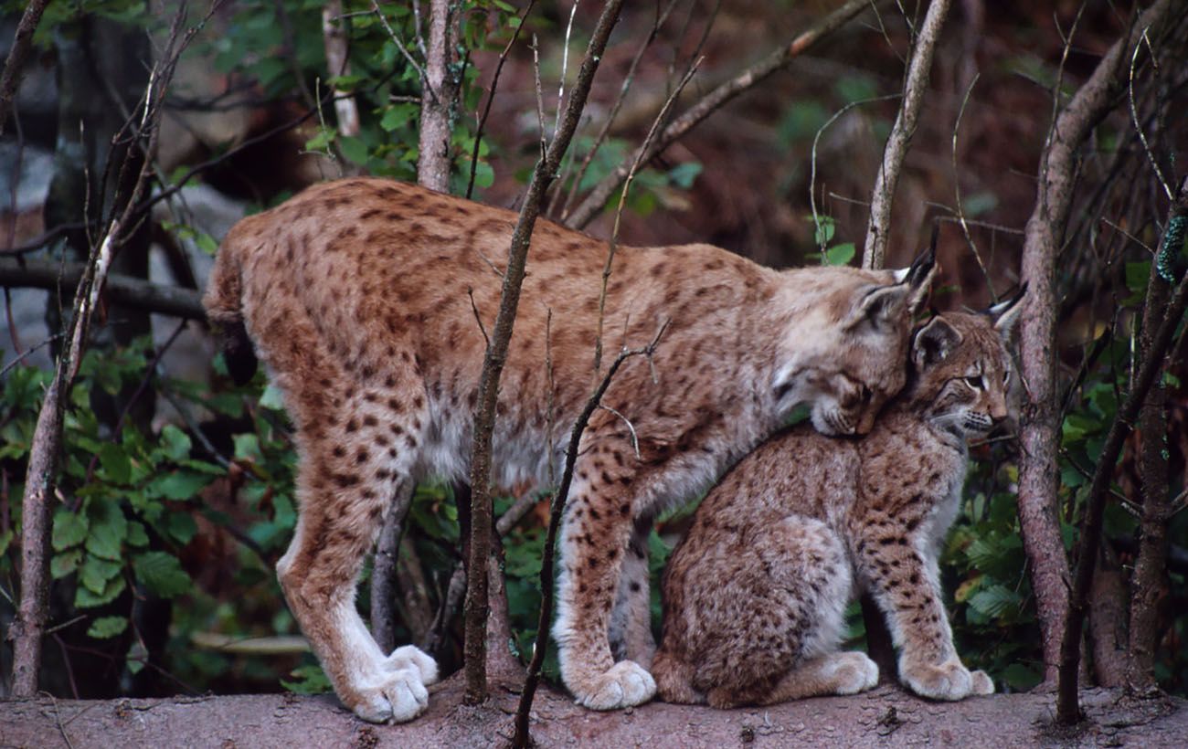 "Привид лісу" з Карпат і Полісся: 10 фактів про рись, які ви раніше не знали