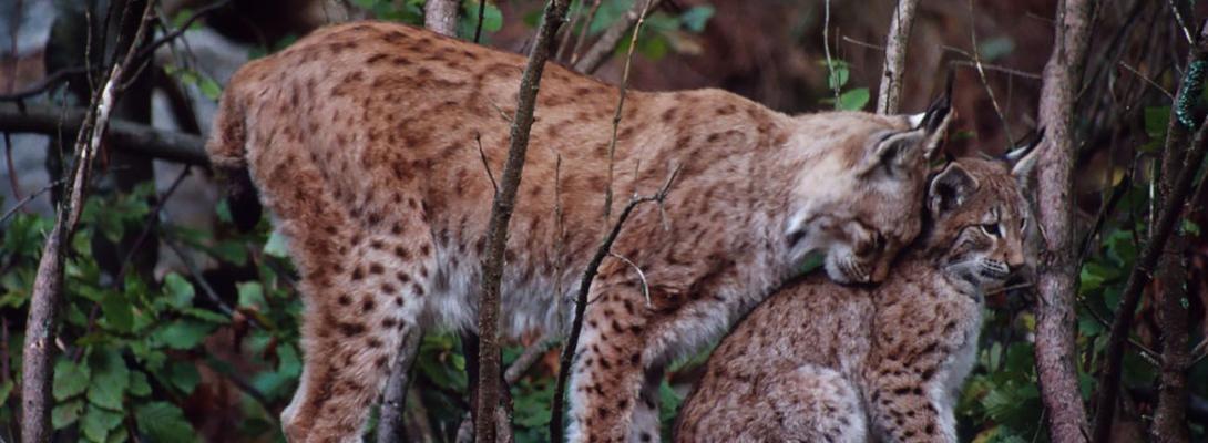 "Привид лісу" з Карпат і Полісся: 10 фактів про рись, які ви раніше не знали