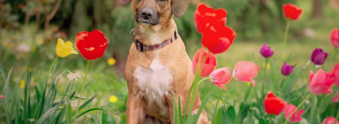 Отруйна краса: які популярні рослини насправді небезпечні для домашніх тварин