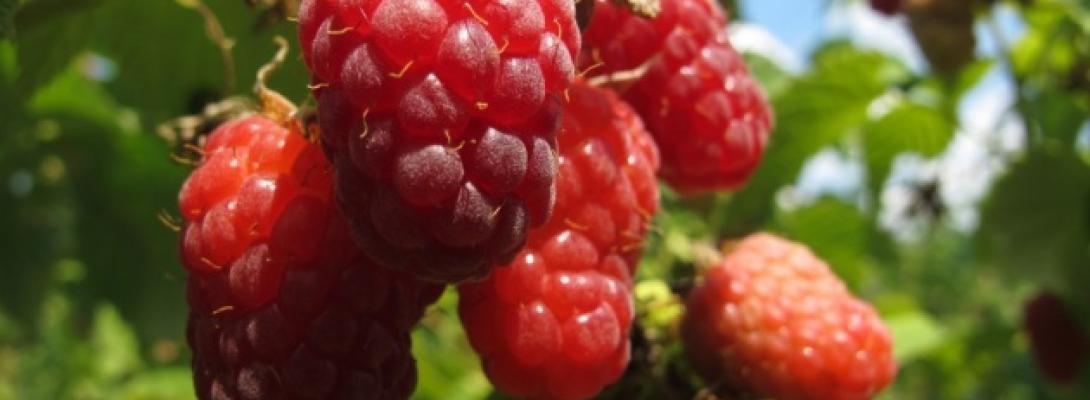 Вчені розкрили секрет схуднення: ця популярна ягода допомагає приборкати голод 