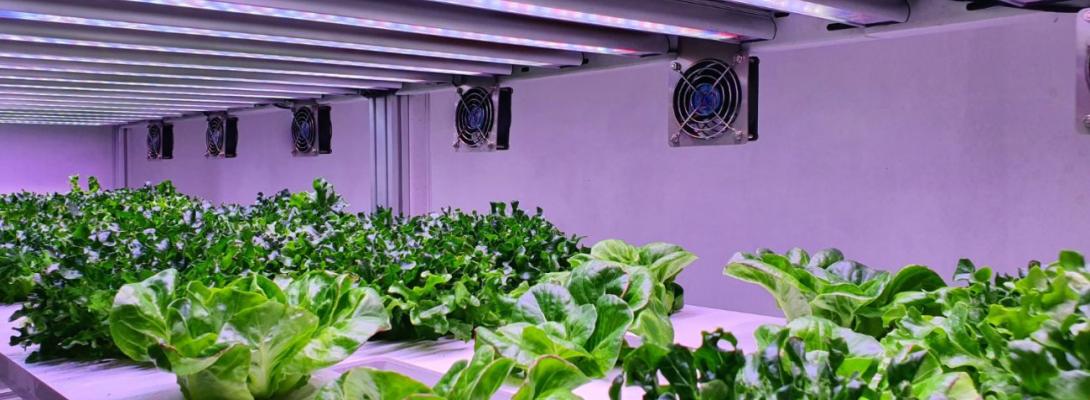 Рослини для космосу: які культури вже вирощують на орбіті та що зможе рости на Марсі