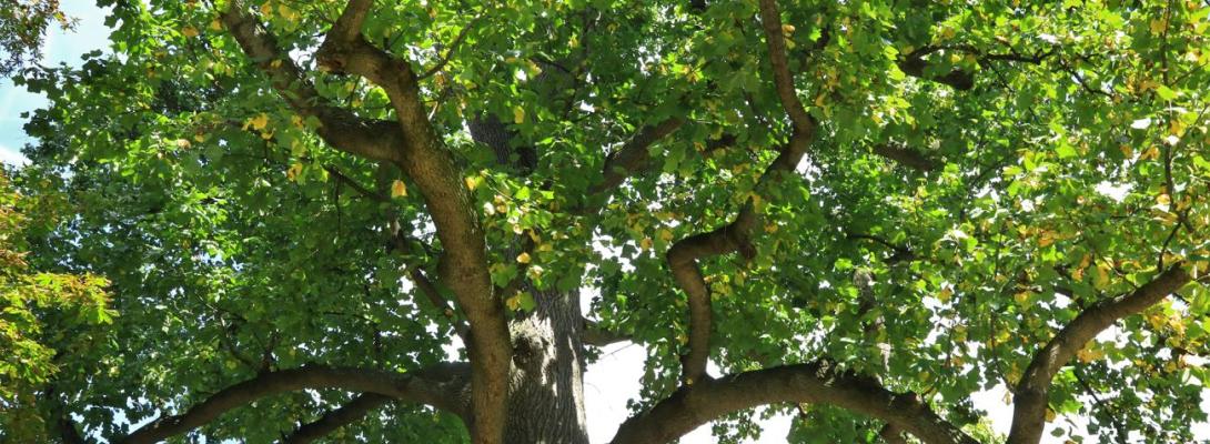 Скільки насправді "живуть" дерева і чому у баобабів нема річних кілець: пояснення ботаніка