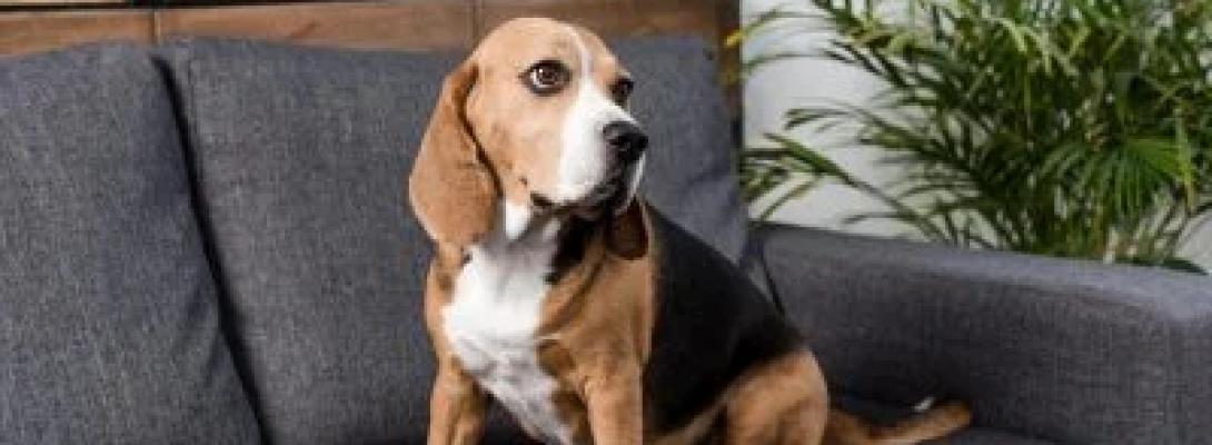 Ветеринари пояснюють, чому не варто тримати собаку в будинку з нашийником постійно