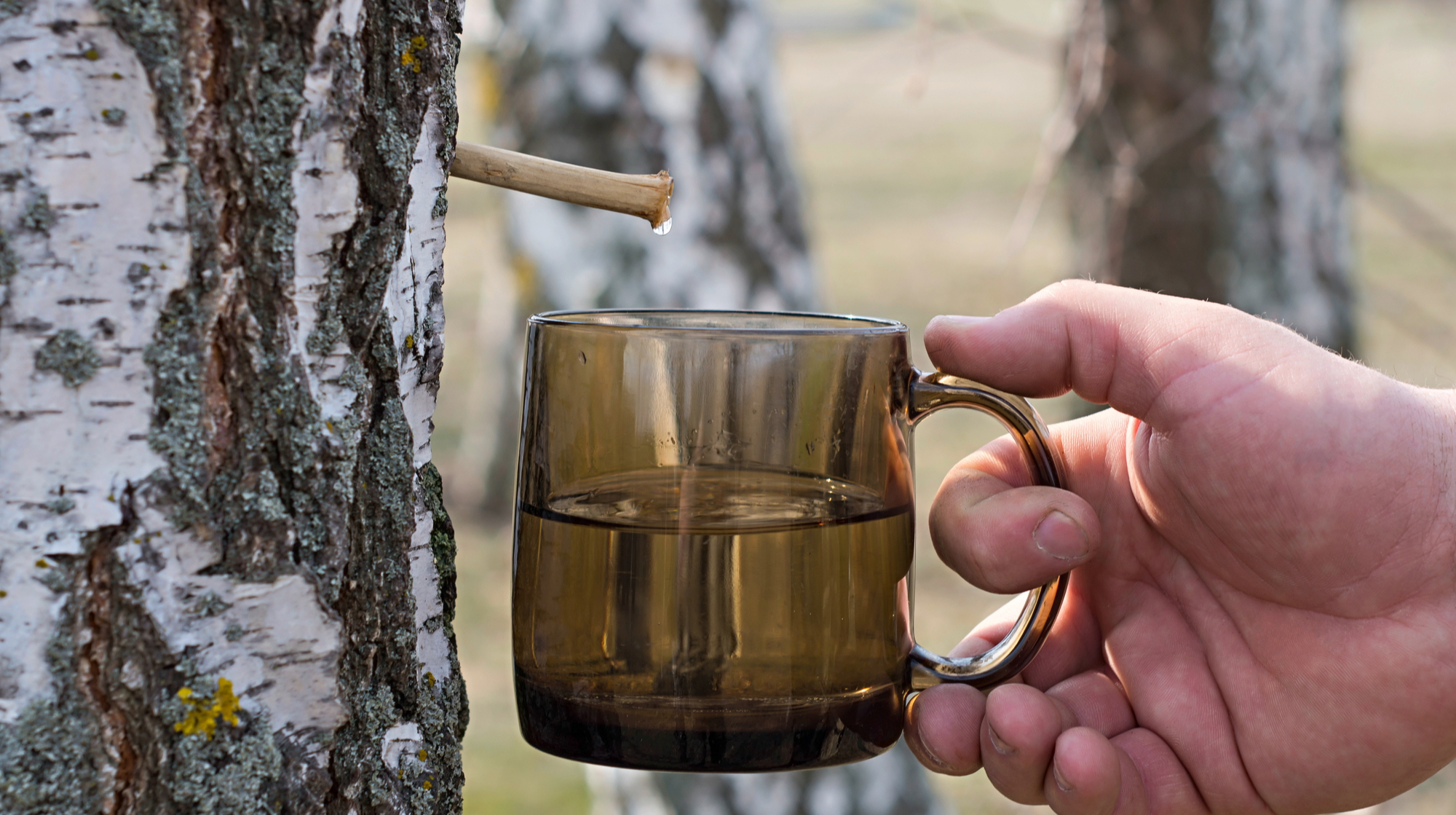 Неочікувані властивості березового соку: як він впливає на організм людини