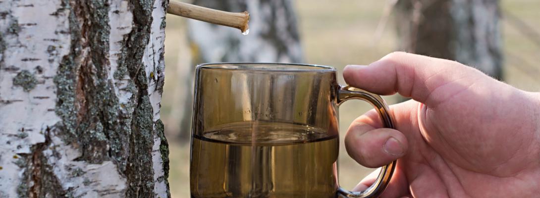Неочікувані властивості березового соку: як він впливає на організм людини