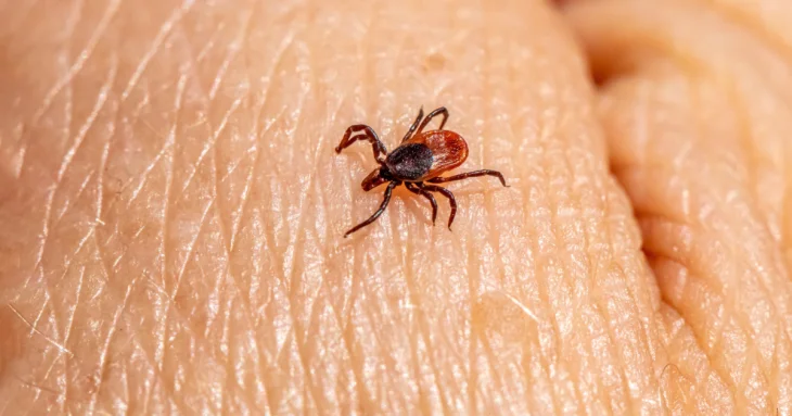 Сезон кліщів розпочався! Ефективні способи захисту та покрокові дії у разі укусу