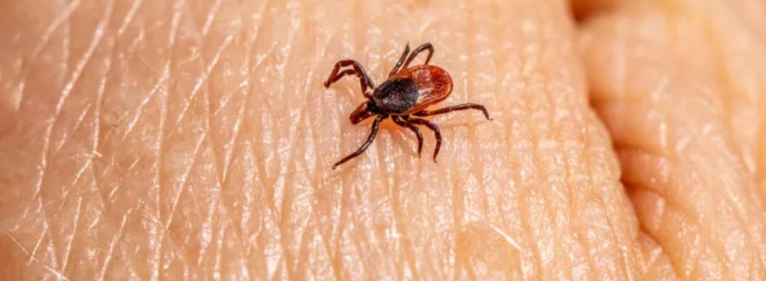 Сезон кліщів розпочався! Ефективні способи захисту та покрокові дії у разі укусу