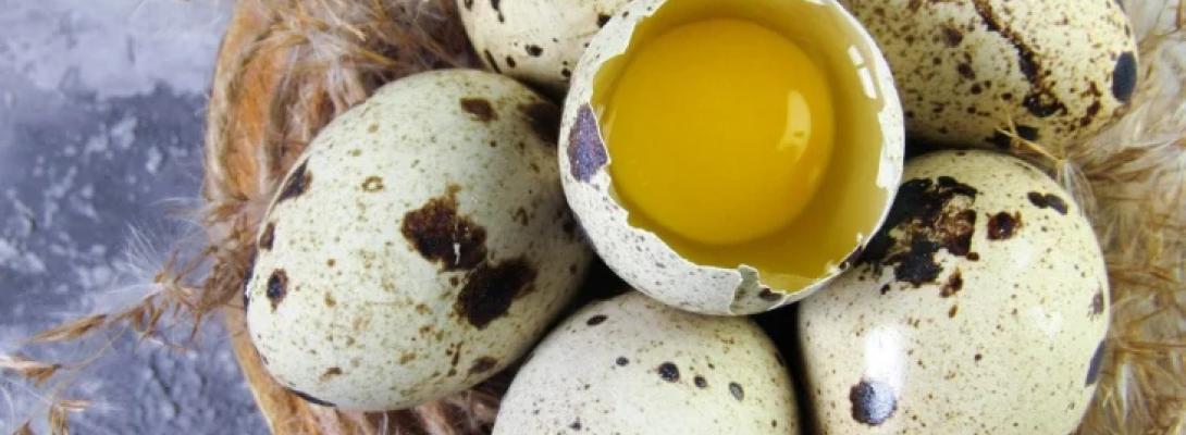 Перепелині яйця: користь для здоров’я, поживна цінність і ключові відмінності від курячих