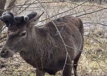 Оленя Бориса срочно прооперировали из-за "критической ситуации" после ДТП: как он теперь