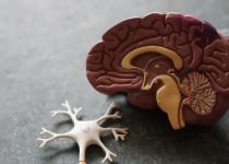 Первые признаки Альцгеймера: как распознать опасную болезнь на раннем этапе