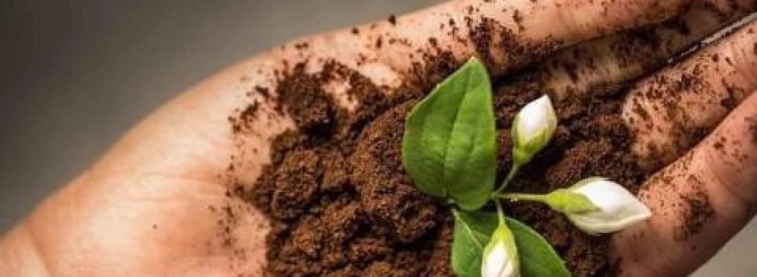 Кава як добриво для рослин: простий спосіб покращити ґрунт і підвищити врожайність