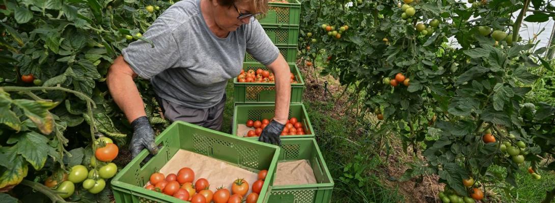 Туреччина тримає 63% імпорту томатів: що заважає Україні вирощувати помідори взимку
